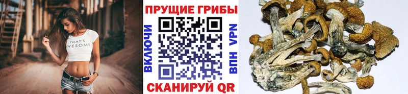 Галлюциногенные грибы Cubensis  где продают   Гвардейск 
